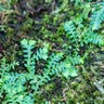 Selaginella Uncinata Peacock Spikemoss