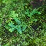 Selaginella Uncinata Peacock Spikemoss