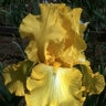 Iris Germanica Well Endowed Bearded Iris