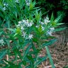 Amsonia Tabernaemontana Bluestar 1 gal. Container