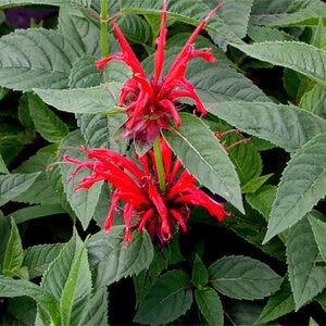 Monarda Didyma Jacob Cline Bee Balm