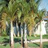 Hyophorbe Verschaffeltii Spindle Palm 25-30 gal. Container