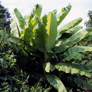 Musa Basjoo Japanese Banana