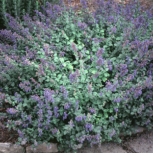 Nepeta Racemosa Blue Wonder Catmint