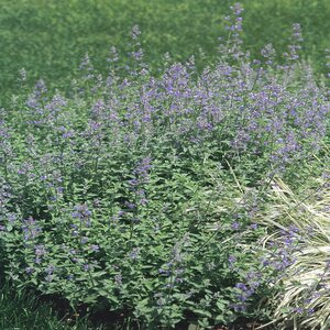 Nepeta Six Hills Giant Catmint