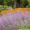 Nepeta Racemosa Walker's Low Catmint