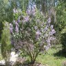 Syringa Vulgaris Common Lilac 7 gal. Container