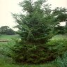 Juniperus Virginiana Canaertii Eastern Red Cedar 5 ft. Height Ball and Burlap
