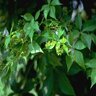 Parthenocissus quinquefolia Virginia Creeper