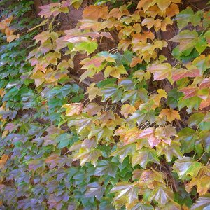 Parthenocissus Tricuspidata Boston Ivy