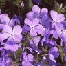 Phlox Divaricata Blue Moon Phlox 1 gal. Container