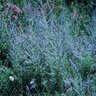 Perovskia Atriplicifolia Longin Russian Sage