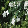 Philadelphus X Virginalis Minnesota Snowflake Mock Orange