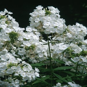 Phlox Paniculata David Phlox