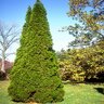 Thuja occidentalis Emerald Arborvitae 6 ft. Height Ball and Burlap