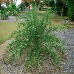 Phoenix Sylvestris Silver Date Palm