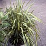 Phormium Tenax Apricot Queen New Zealand Flax