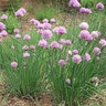 Allium Schoenoprasum Chives SP4 Container