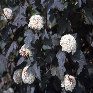 Physocarpus Opulifolius Diabolo Ninebark