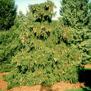 Picea Abies Acrocona Norway Spruce