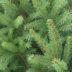 Picea Abies Cupressina Norway Spruce