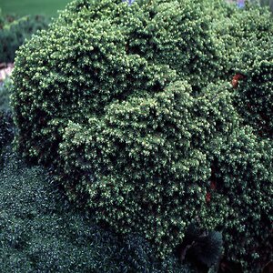 Picea Abies Little Gem Dwarf Norway Spruce