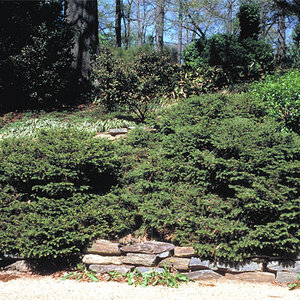 Picea Abies Nidiformis Bird's Nest Spruce