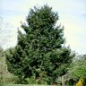 Picea Abies Norway Spruce
