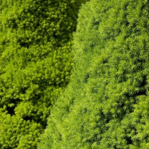Picea Glauca Conica Dwarf Alberta Spruce
