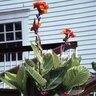 Canna X Pretoria Bengal Tiger Canna Lily 3 gal. Container