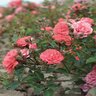 Rosa X Coral Drift Rose 3 gal. Container
