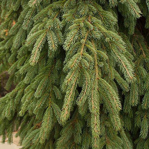 Picea Glauca Pendula White Spruce