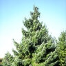Picea Omorika Serbian Spruce
