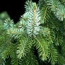 Picea Omorika Serbian Spruce
