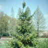 Picea Omorika Serbian Spruce