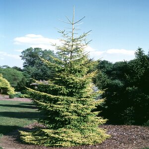 Picea Orientalis Skylands Oriental Spruce