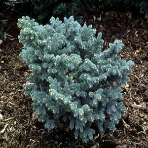 Picea Pungens Glauca Globosa Blue Spruce