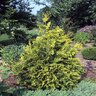 Thuja Occidentalis Sunkist Arborvitae 3 gal. Container