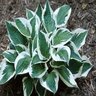 Hosta Minuteman Plantain Lily 3 gal. Container