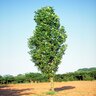 Liriodendron Tulipifera Arnold Tulip Tree 3 in. Caliper Ball and Burlap