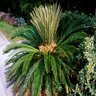 Cycas revoluta Sago Palm 3 gal. Container