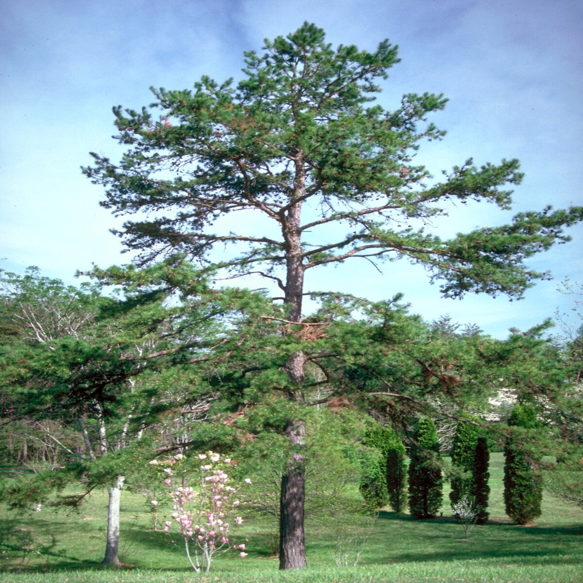 Pinus Echinata Shortleaf Pine | SiteOne US