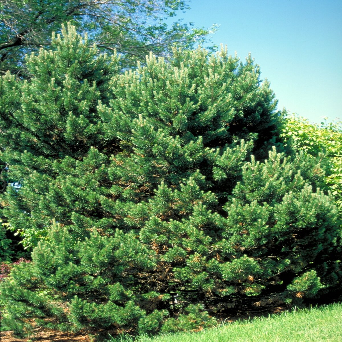 Pinus Mugo Gnom Dwarf Mountain Pine | SiteOne US