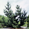 Pinus Parviflora Japanese White Pine