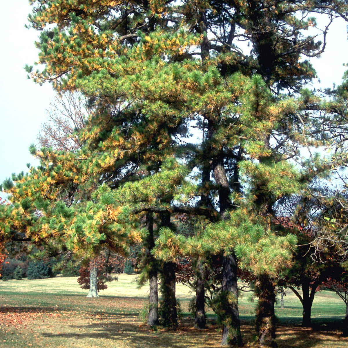 Pinus Rigida Pitch Pine | SiteOne US