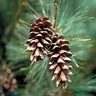 Pinus Strobus Eastern White Pine