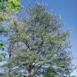 Pinus Virginiana Scrub Pine