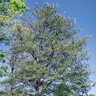 Pinus Virginiana Scrub Pine