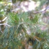 Pinus Virginiana Scrub Pine