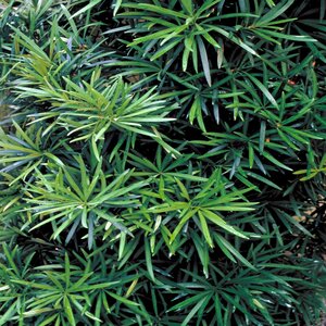 Podocarpus Macrophyllus Yew Plum Pine